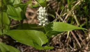 Attēlu rezultāti vaicājumam “Maianthemum bifolium flower”