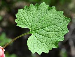 Attēlu rezultāti vaicājumam “Alliaria petiolata leaf”