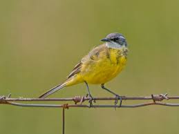 Attēlu rezultāti vaicājumam “Motacilla flava flava”