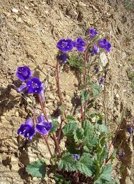 Image result for Phacelia