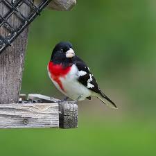 Image result for Pheucticus ludovicianus