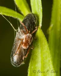Attēlu rezultāti vaicājumam “Bolitophagus reticulatus larva”