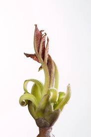 Attēlu rezultāti vaicājumam “Juglans regia leaf”