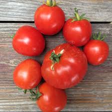 Afbeeldingsresultaat voor northern lights tomato