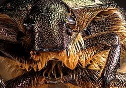 Attēlu rezultāti vaicājumam “Scarabaeidae”