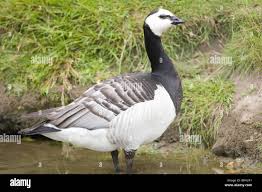 Attēlu rezultāti vaicājumam “Branta leucopsis adult”