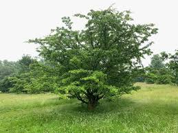 Attēlu rezultāti vaicājumam “Crataegus monogyna subsp. nordica”