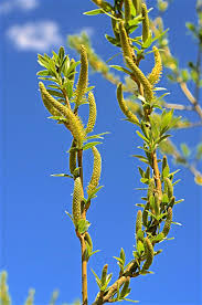 Attēlu rezultāti vaicājumam “Salix triandra male flower”