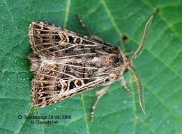 Attēlu rezultāti vaicājumam “Tholera decimalis”