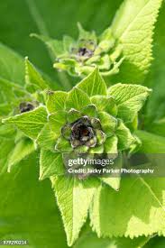 Attēlu rezultāti vaicājumam “Inula salicina bud”