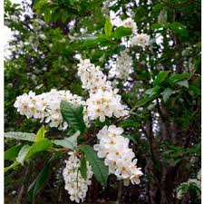 Attēlu rezultāti vaicājumam “Padus avium flower”