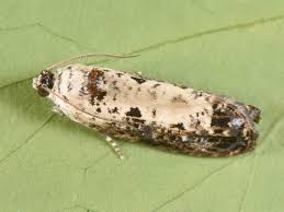 Attēlu rezultāti vaicājumam “Hedya salicella”