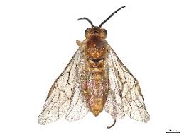 Attēlu rezultāti vaicājumam “Euura brevicornis”