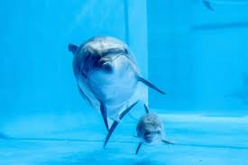 Image result for Dolphin Sub Aqua