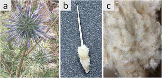 Image result for Echinops spaerocephalus