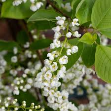 Attēlu rezultāti vaicājumam “Prunus padus var. roseiflora flower”