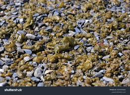 Attēlu rezultāti vaicājumam “Nostoc commune macro”