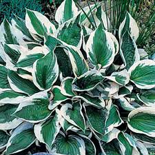 Attēlu rezultāti vaicājumam “Hosta sp. leaf”