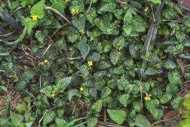 Attēlu rezultāti vaicājumam “Physarum cinereum”