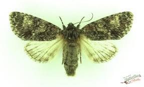 Attēlu rezultāti vaicājumam “Acronicta megacephala”