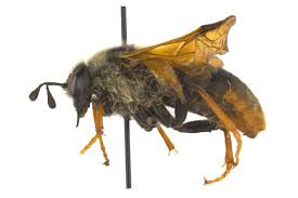 Attēlu rezultāti vaicājumam “Trichiosoma larva”