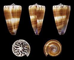 Attēlu rezultāti vaicājumam “Planorbis planorbis”