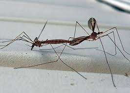 Attēlu rezultāti vaicājumam “Tipulidae”