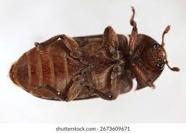 Attēlu rezultāti vaicājumam “Dermestidae”