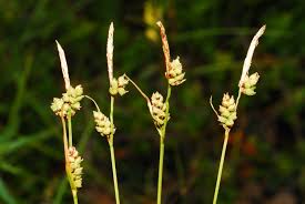 Attēlu rezultāti vaicājumam “Carex globularis”