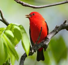 Image result for Piranga olivacea