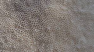 Attēlu rezultāti vaicājumam “Trametes suaveolens”