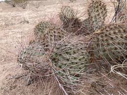 Attēlu rezultāti vaicājumam “Chara polyacantha”