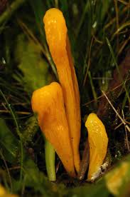 Attēlu rezultāti vaicājumam “Clavulinopsis helvola”