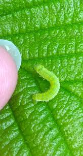 Attēlu rezultāti vaicājumam “Epirrita sp.”