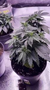 Image result for il_merda.jpg