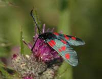 Attēlu rezultāti vaicājumam “Zygaena lonicerae larva”