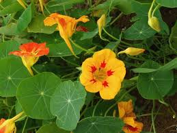 Attēlu rezultāti vaicājumam “Tropaeolum majus fruit”