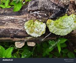 Attēlu rezultāti vaicājumam “Oxyporus”