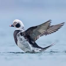 Attēlu rezultāti vaicājumam “Clangula hyemalis male”