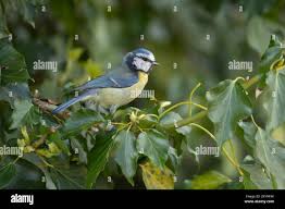 Attēlu rezultāti vaicājumam “Cyanistes caeruleus adult”