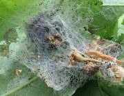 Attēlu rezultāti vaicājumam “Yponomeuta evonymella larva”