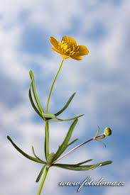 Attēlu rezultāti vaicājumam “Ranunculus auricomus”