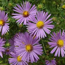 Image result for Aster