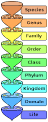 Family (biology) - Simple English Wikipedia, the free encyclopedia