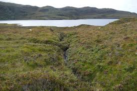 Attēlu rezultāti vaicājumam “Bayeriola thymicola”
