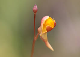 Attēlu rezultāti vaicājumam “Utricularia minor bud”