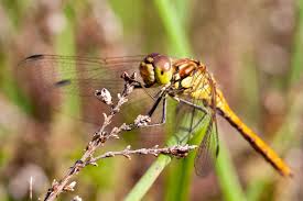 Attēlu rezultāti vaicājumam “Sympetrum vulgatum male”
