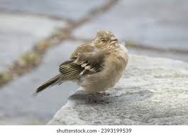 Attēlu rezultāti vaicājumam “Fringilla coelebs juvenile”