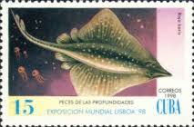 Image result for Dipturus batis