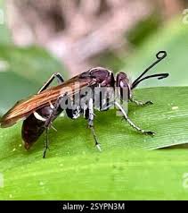 Attēlu rezultāti vaicājumam “Pompilidae”